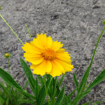 2015年6月撮影 多摩川 オオキンケイギク