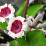 2015年6月撮影 多摩川 ヘクソカズラ