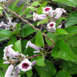 2015年6月撮影 多摩川 ヘクソカズラ