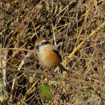 2016年12月撮影 多摩川 モズ