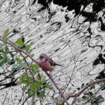 2017年1月撮影 多摩川 ベニマシコ