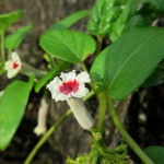 2018年7月撮影 多摩川 ヘクソカズラ