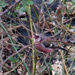 2017年1月撮影 多摩川 ベニマシコ