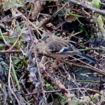 2017年1月撮影 多摩川 ベニマシコ