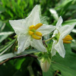 2018年7月撮影 多摩川 ワルナスビ