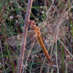 2015年8月撮影 多摩川 ウスバキトンボ