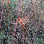 2015年8月撮影 多摩川 ウスバキトンボ