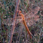 2015年8月撮影 多摩川 ウスバキトンボ