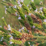 2015年8月撮影 多摩川 アレチハナガサ