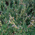 2015年8月撮影 多摩川 アレチハナガサ