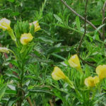 2015年8月撮影 多摩川 メマツヨイグサ