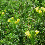 2015年8月撮影 多摩川 メマツヨイグサ