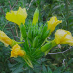 2015年8月撮影 多摩川 メマツヨイグサ