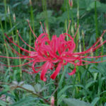 2015年9月撮影 多摩川 ヒガンバナ