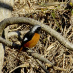 ジョウビタキ　オス