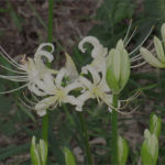 2015年9月撮影 多摩川 ヒガンバナ 白