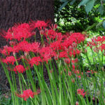 2015年9月撮影 多摩川 ヒガンバナ