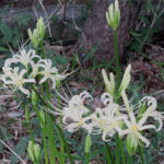 2015年9月撮影 多摩川 ヒガンバナ