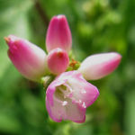 2015年9月撮影 多摩川 ママコノシリヌグイ