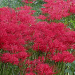 2015年9月撮影 多摩川 ヒガンバナ