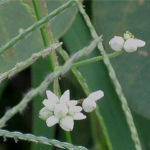 2015年9月撮影 多摩川 ママコノシリヌグイ