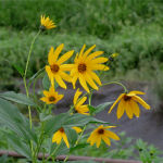 2015年9月撮影 多摩川 キクイモ