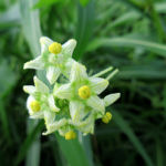 2018年9月撮影 多摩川 アレチウリ 雄花