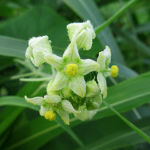 2018年9月撮影 多摩川 アレチウリ 雄花