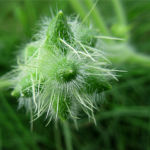 2018年10月撮影 多摩川 アレチウリ 雌花