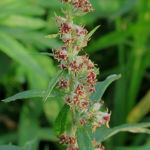 2015年10月撮影 多摩川 ヨモギ