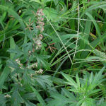 2015年10月撮影 多摩川 ヨモギ