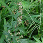 2015年10月撮影 多摩川 ヨモギ