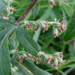 2015年10月撮影 多摩川 ヨモギ