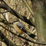 2017年4月撮影 多摩川 モズ