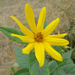 2018年11月撮影 多摩川 キクイモ