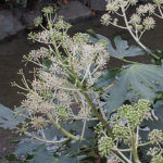 2015年11月撮影 多摩川 ヤツデ