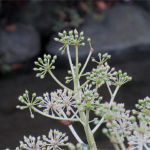 2015年11月撮影 多摩川 ヤツデ