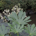 2015年11月撮影 多摩川 ヤツデ