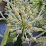 2015年11月撮影 多摩川 ヤツデ