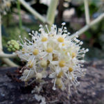 2015年11月撮影 多摩川 ヤツデ