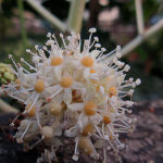 2015年11月撮影 多摩川 ヤツデ