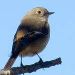 ジョウビタキ メス