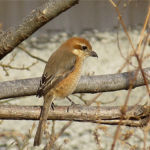 2019年2月撮影 多摩川 モズ