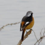 ジョウビタキ オス