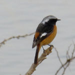 ジョウビタキ オス