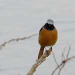 ジョウビタキ オス