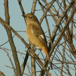 ジョウビタキ メス