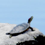 2017年5月撮影 多摩川 ミシシッピアカミミガメ