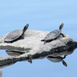 2017年5月撮影 多摩川 ミシシッピアカミミガメ