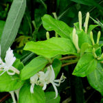 2017年5月撮影 多摩川 スイカズラ